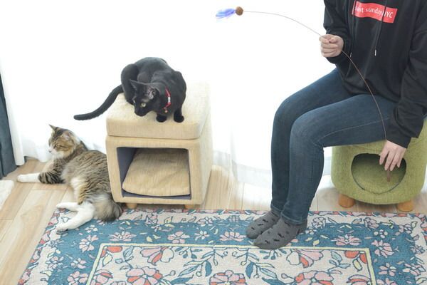 【ペットハウススツール】 スツール ペットハウス ペットベット 犬 猫 ペット クッション付き 脚付き 天然木 かわいい 収納 スクエア