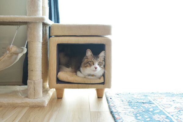 【ペットハウススツール】 スツール ペットハウス ペットベット 犬 猫 ペット クッション付き 脚付き 天然木 かわいい 収納 スクエア