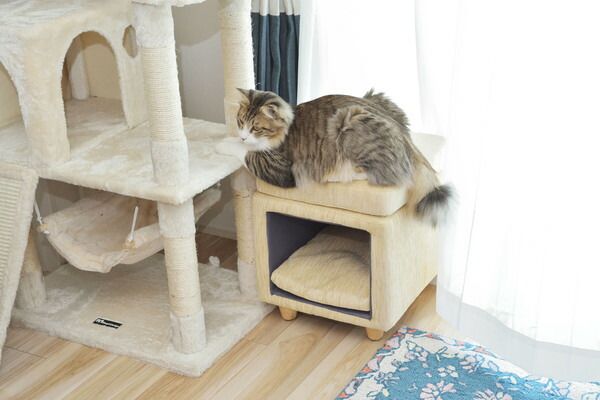 【ペットハウススツール】 スツール ペットハウス ペットベット 犬 猫 ペット クッション付き 脚付き 天然木 かわいい 収納 スクエア