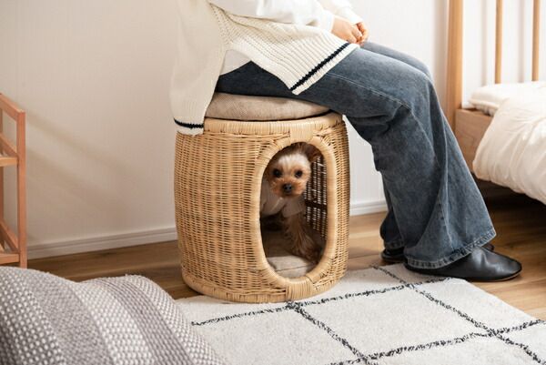 ペットスツール ペット スツール 天然木 ラタン 籐 小型犬 猫 収納 ナチュラル シンプル おしゃれ クッション 高さ43 cm