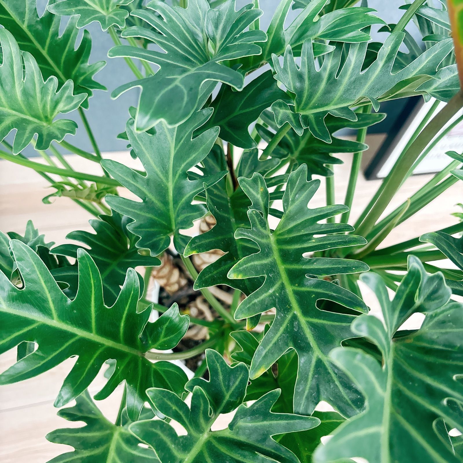 在庫 フィロデンドロン