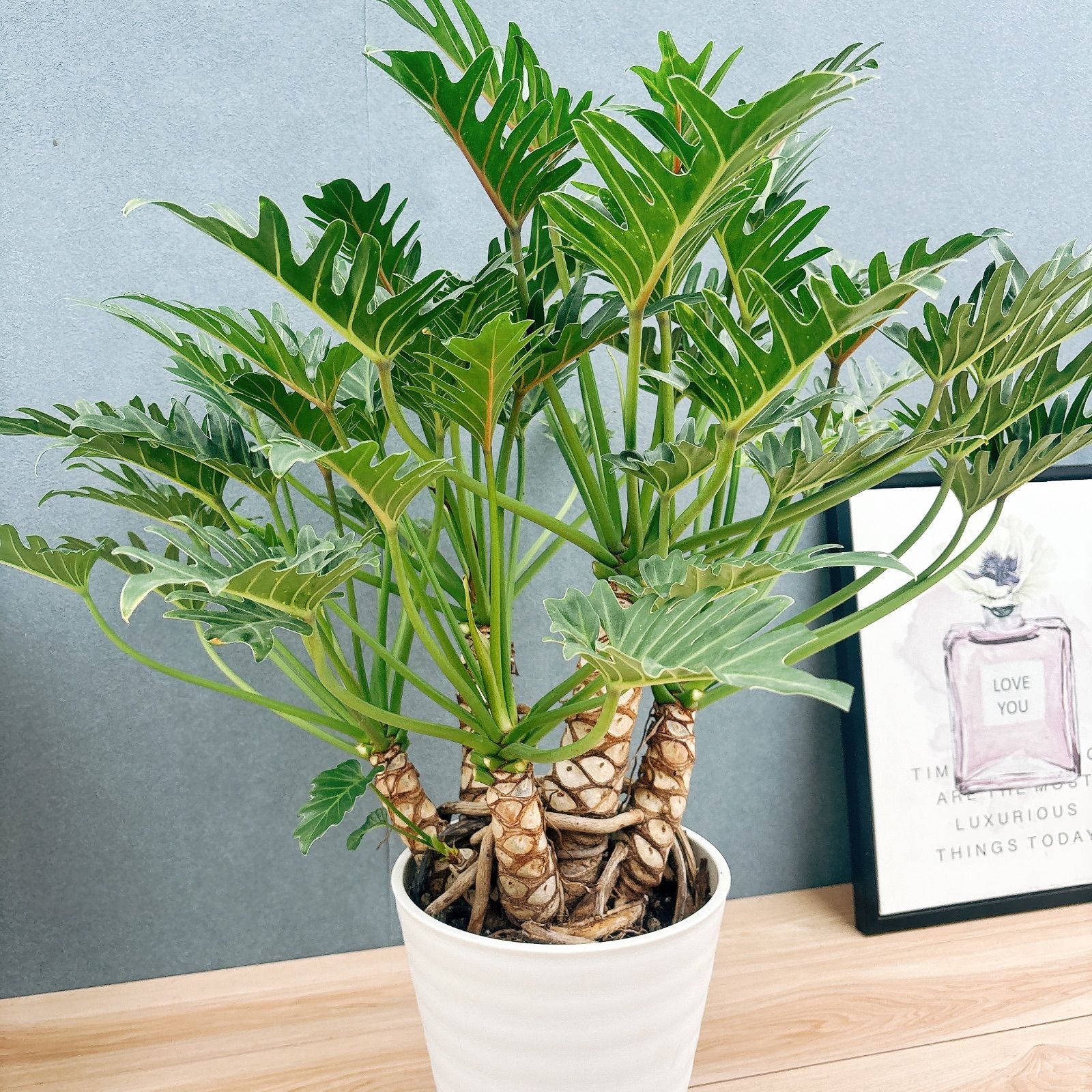 在庫 フィロデンドロン ジャイアントザナドゥ 幹上がり 8号 観葉植物 室内 大型 人気