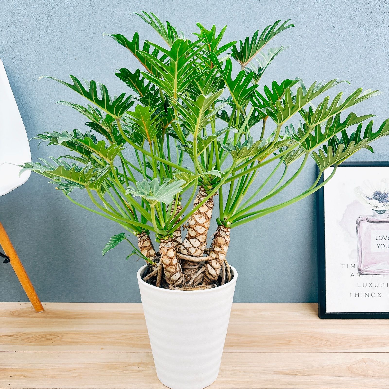 在庫 フィロデンドロン ジャイアントザナドゥ 幹上がり 8号 観葉植物 室内 大型 人気