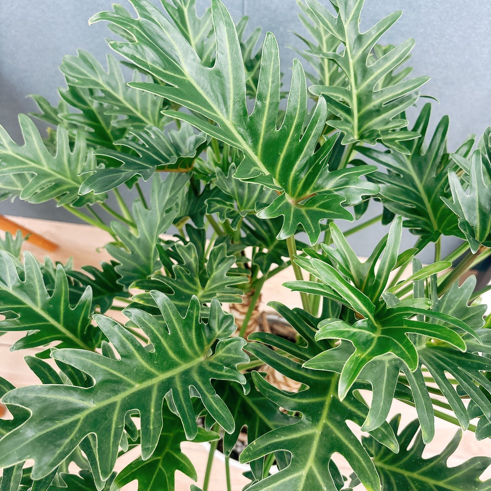 在庫］フィロデンドロン ジャイアントザナドゥ 幹上がり 8号 観葉植物