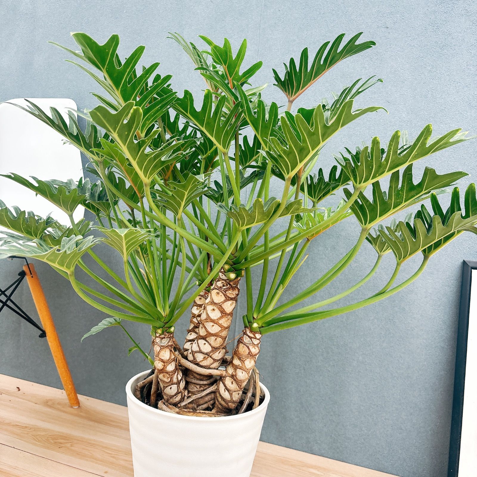 ジャイアントザナドゥ