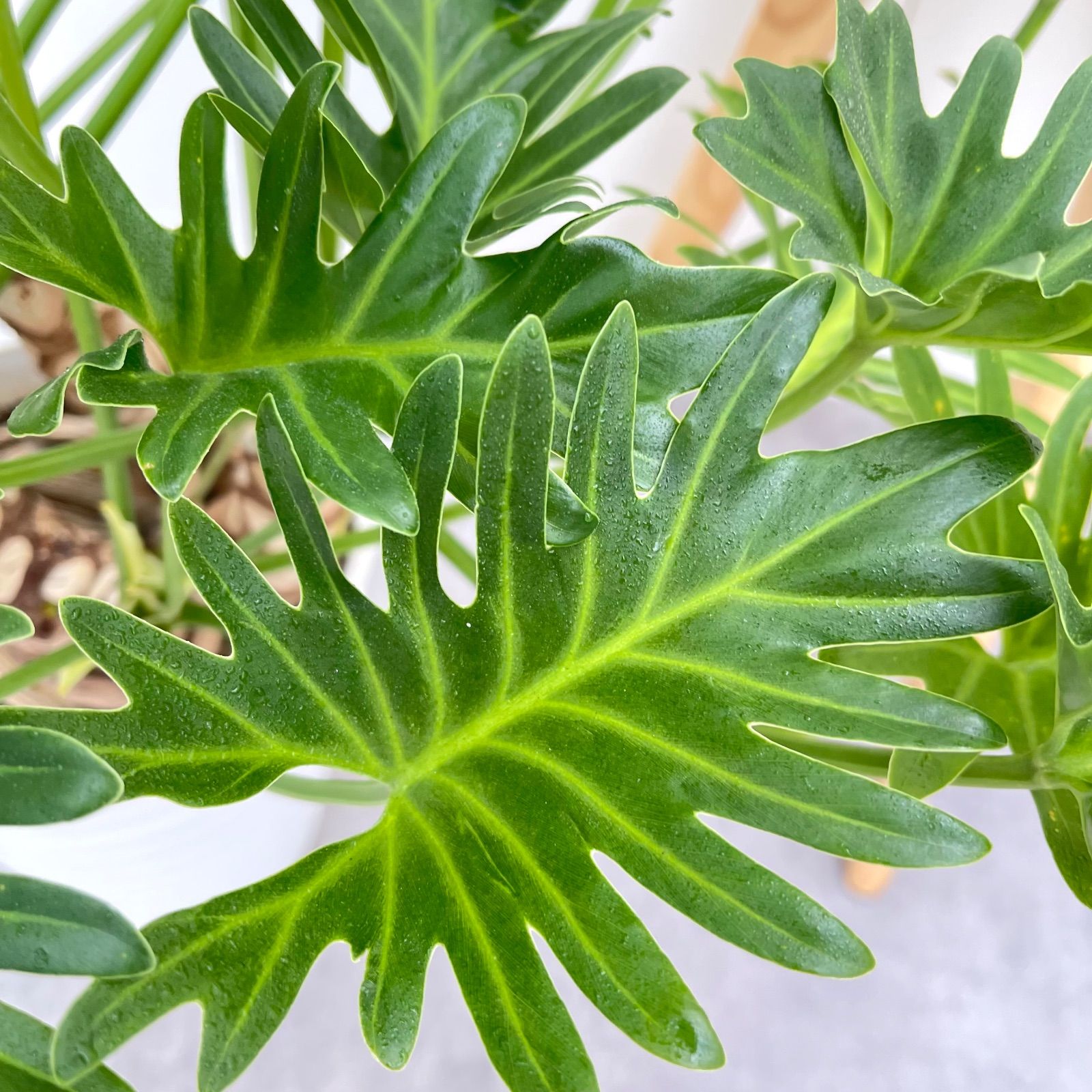 フィロデンドロン クッカバラ ジャイアント 幹上がり 7【現品】観葉