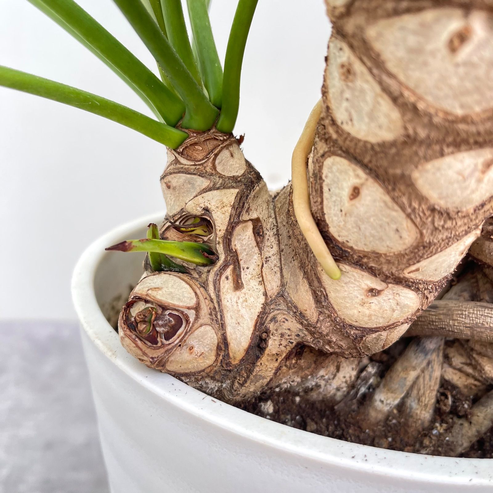 フィロデンドロン クッカバラ ジャイアント 幹上がり 7【現品】観葉