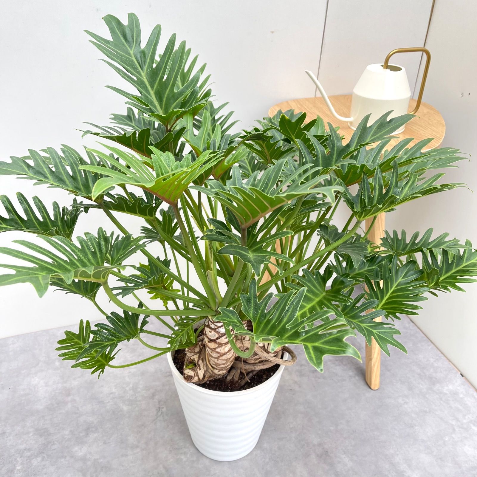 フィロデンドロン クッカバラ ジャイアント 幹上がり 7 現品 観葉植物 大型