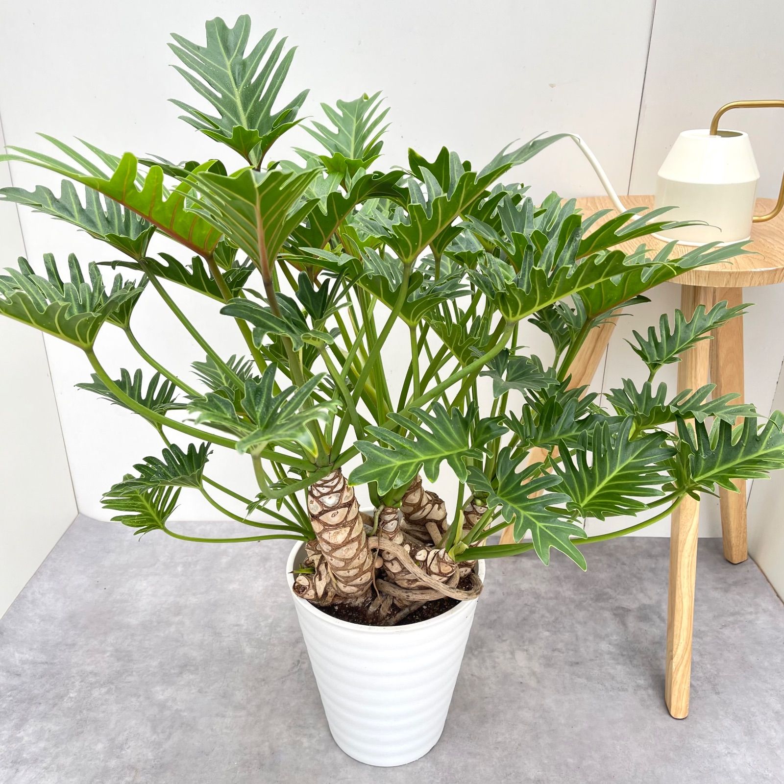 フィロデンドロン クッカバラ ジャイアント 幹上がり 7 現品 観葉植物 大型