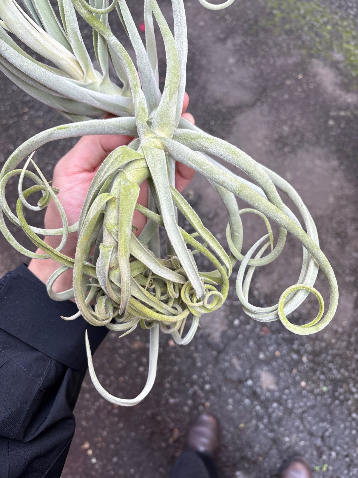 数量限定「デュラティXL」 エアプランツ エアープランツ