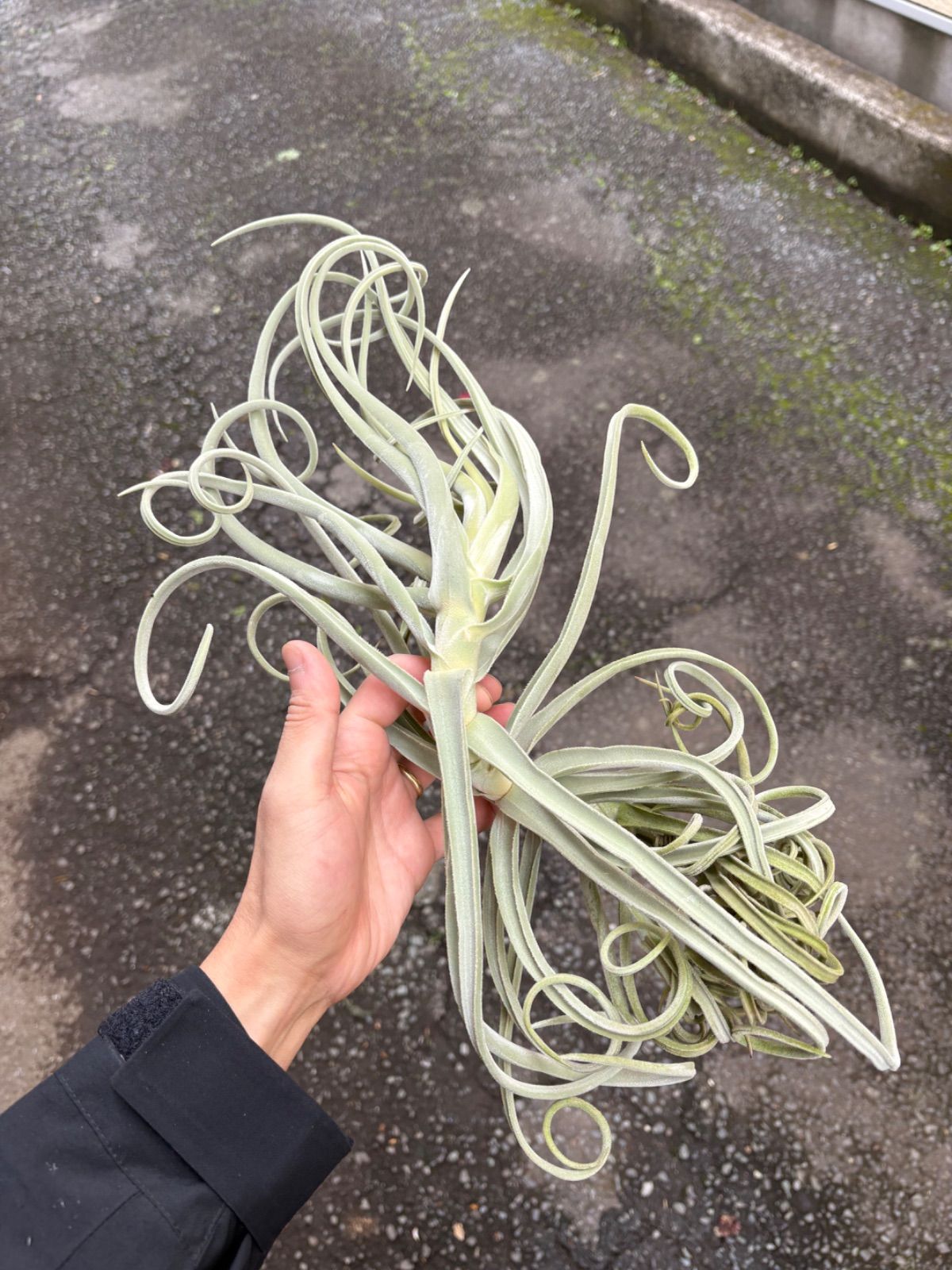 チランジア ロイテリ① (メルカリ便にてお届けします) チランジア ロイテリ① (メルカリ便にてお届けします)