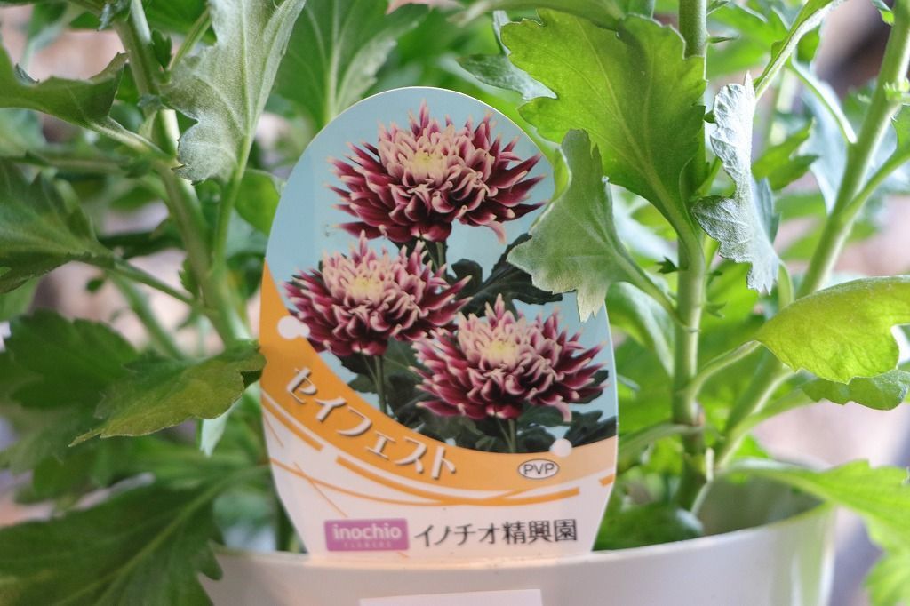 スプレーマム セイフェスト 5号鉢 【1鉢販売】 鉢花 菊 キク 寄せ植え