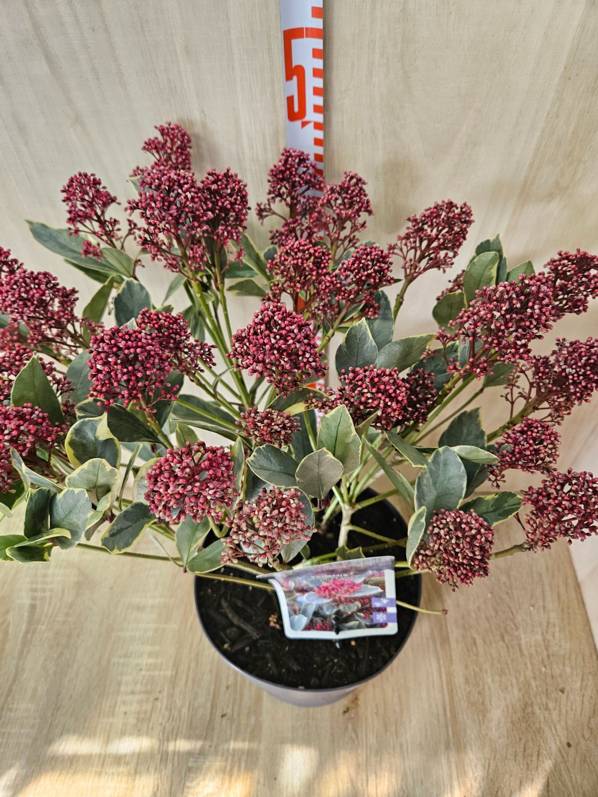 ビロウヤシ ビロウヤシ 4,4m】 ビロウヤシ ビロウヤシ｜Livistona