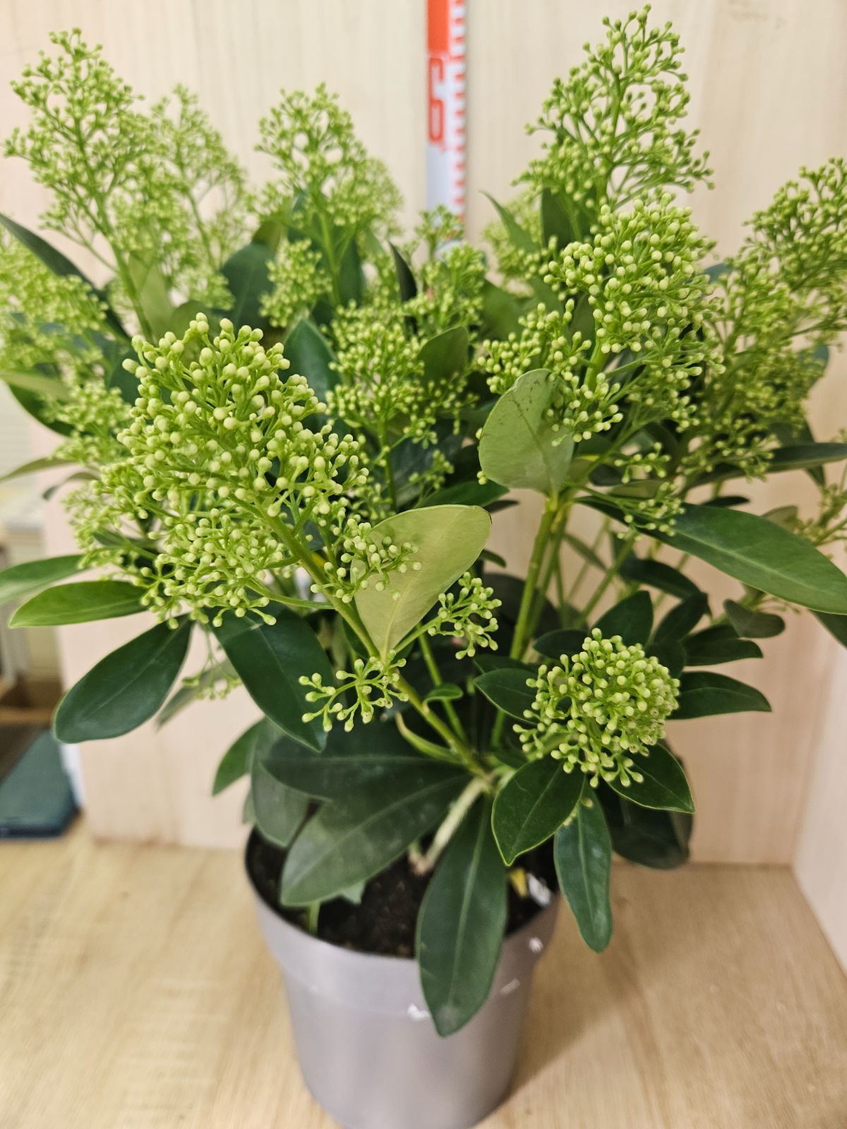 ビロウヤシ ビロウヤシ ビロウヤシ 4,4m】 ビロウヤシ ビロウヤシ｜Livistona