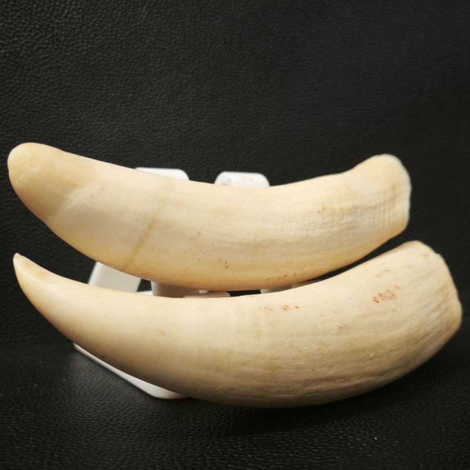 希少】鯨の歯 2本 総重量371g マッコウクジラ 鯨の牙 15cm （SNA
