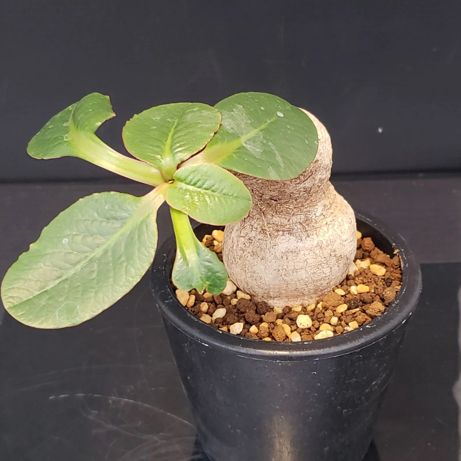 V505【最新到着】Euphorbia プリムリフォリア（現地球・抜き苗）【塊根