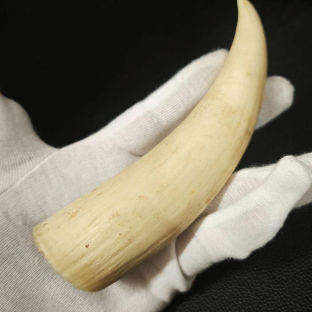 マッコウクジラ