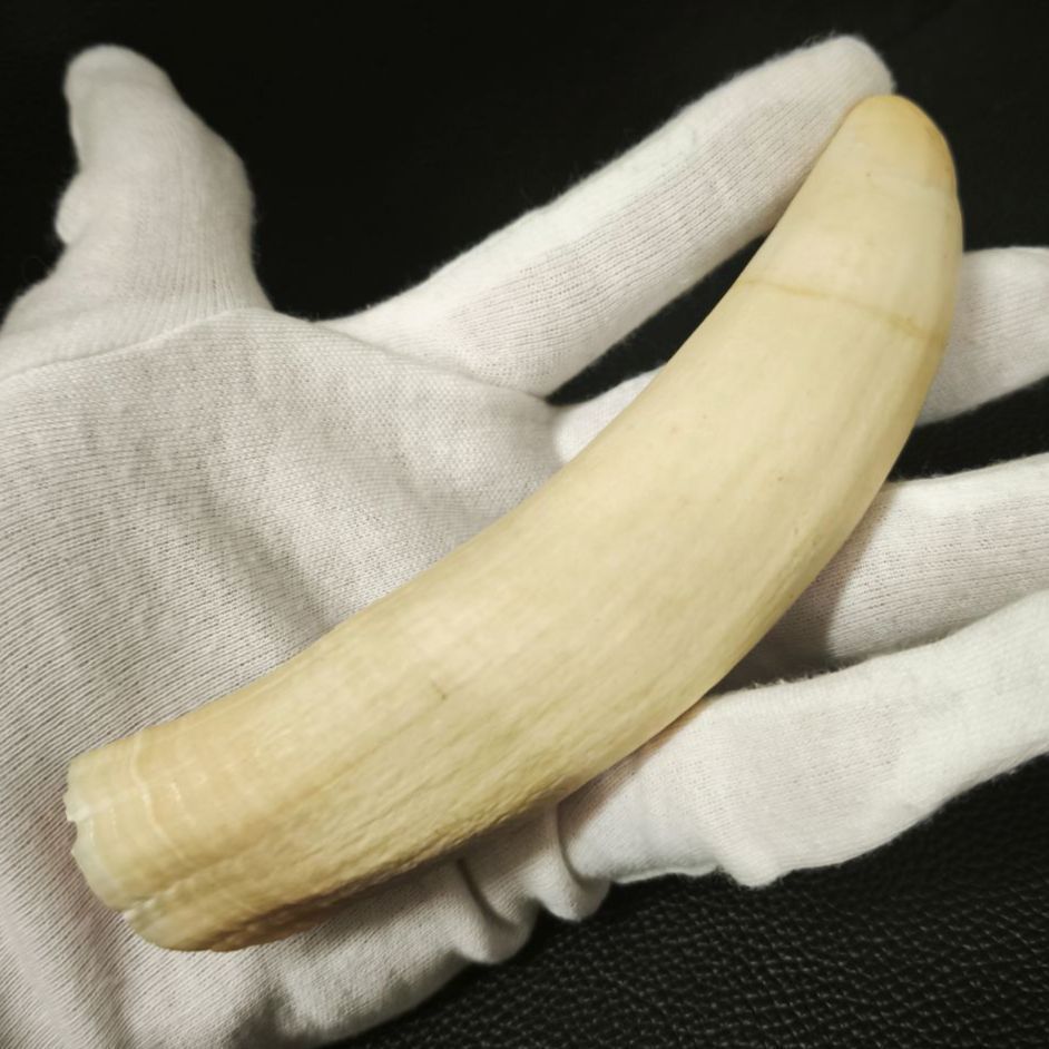 鯨の歯 2本 総重量371g マッコウクジラ 鯨の牙 15cm SNA 2251030010028RA WWW_IBETON_RU