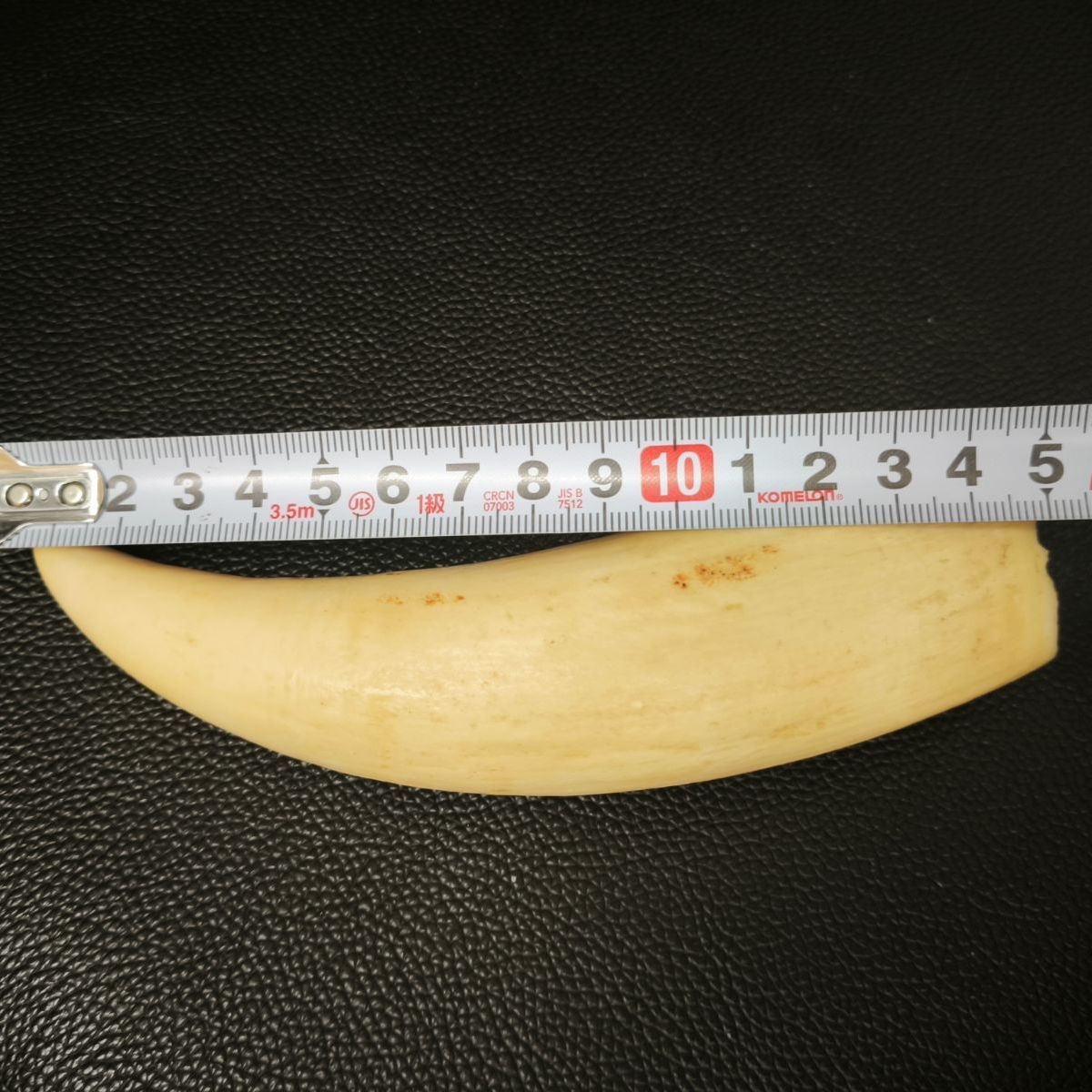 総重量371g マッコウクジラ