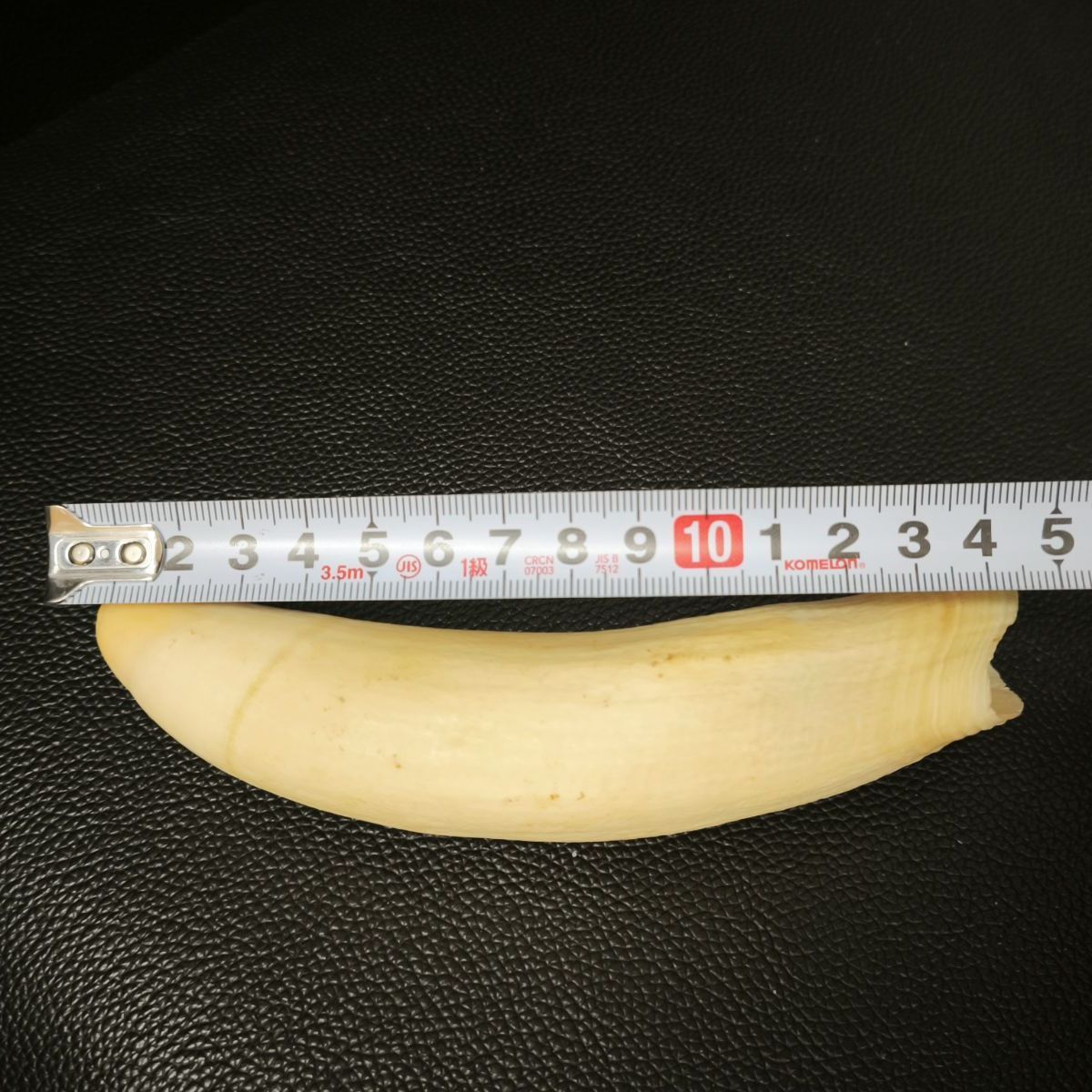 総重量371g マッコウクジラ