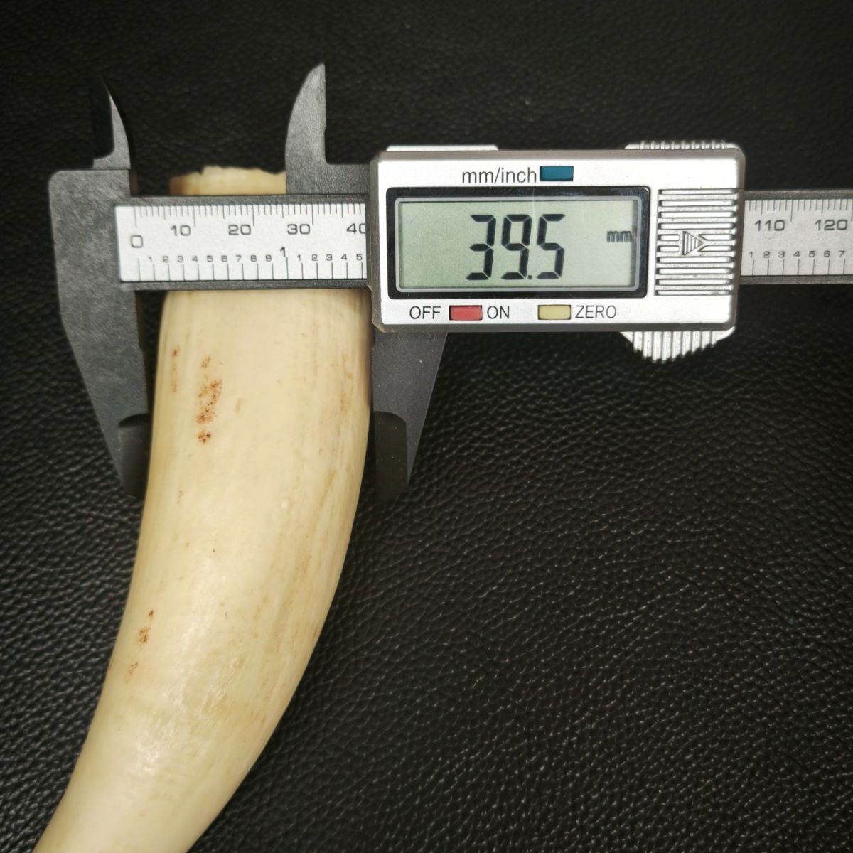 マッコウクジラ