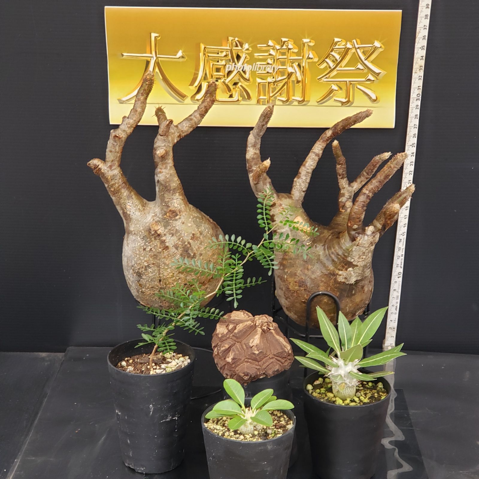 最終値引】ファイヤーワイヤー. アーモンドバター 5.8 トライフィン付