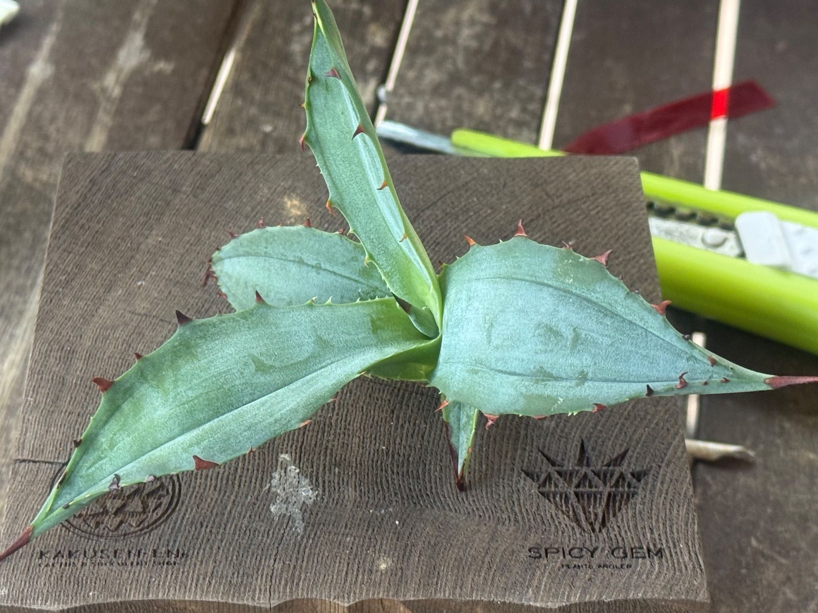 ロア様 ご確認用 アガベ ハイブリッド ブルーグロー