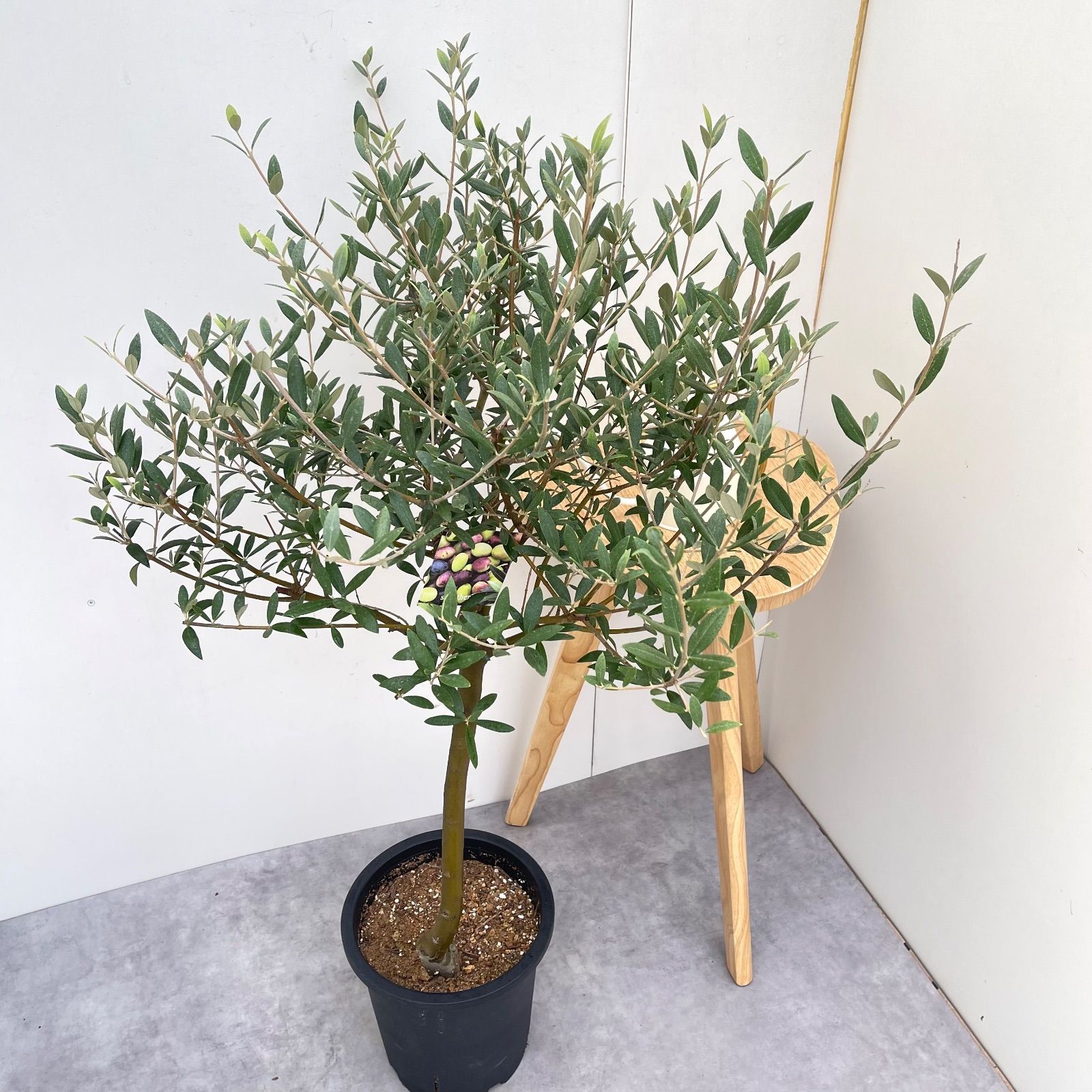 オリーブ セントキャサリン 9【現品】観葉植物 創樹 SOUJU 大型 - メルカリ
