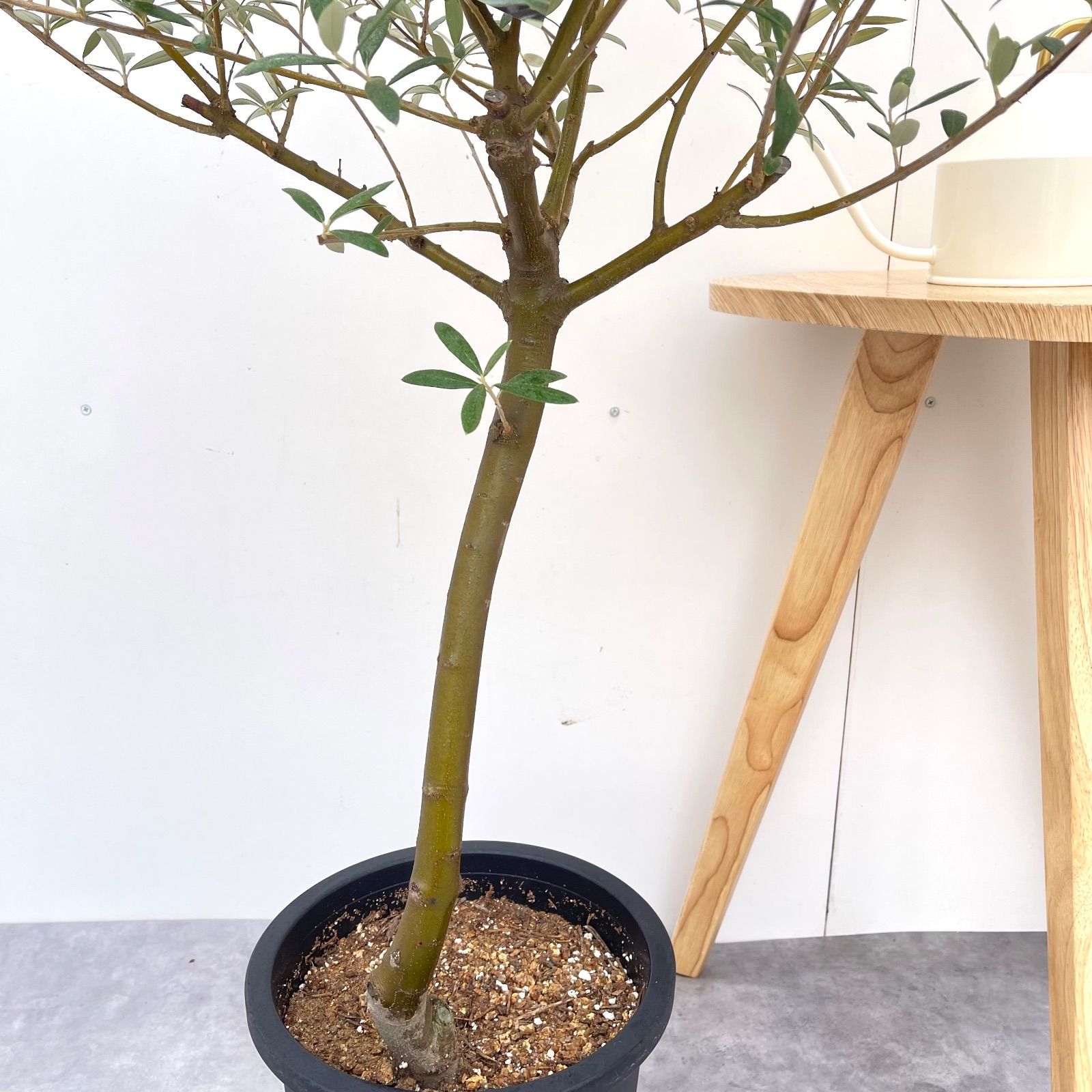 オリーブ セントキャサリン 9【現品】観葉植物 創樹 SOUJU 大型