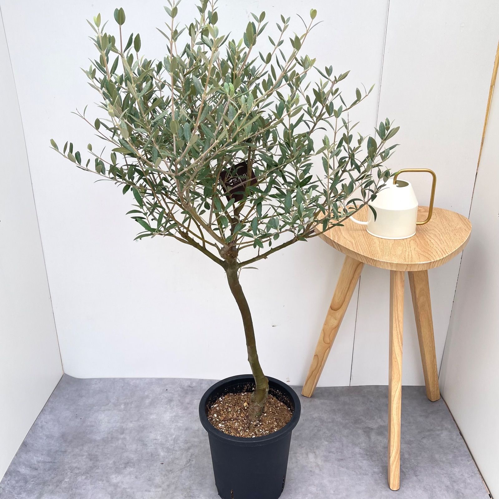オリーブ セントキャサリン 9【現品】観葉植物 創樹 SOUJU 大型
