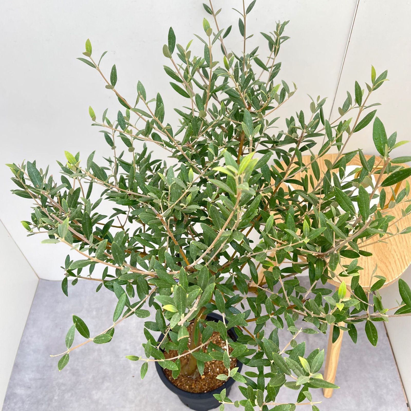 オリーブ セントキャサリン 9【現品】観葉植物 創樹 SOUJU 大型