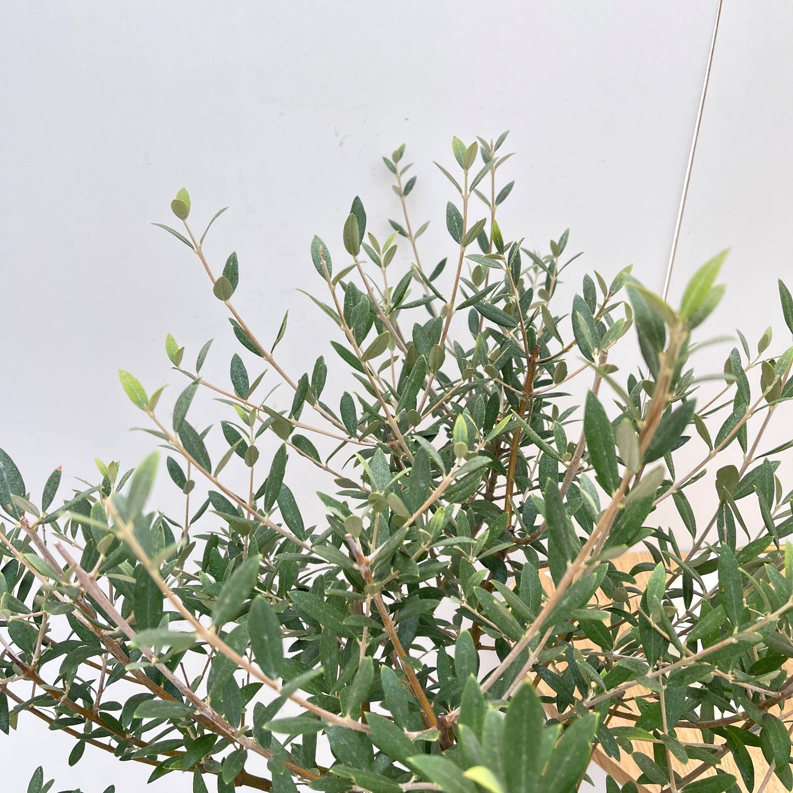 オリーブ セントキャサリン 9【現品】観葉植物 創樹 SOUJU 大型