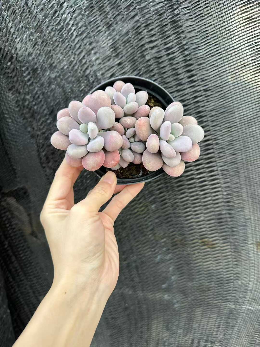 24株 モモタン 多肉植物 エケベリア セダム アエオニウム グラプトペタルム 韓国苗 寄せ植え CQ 1959