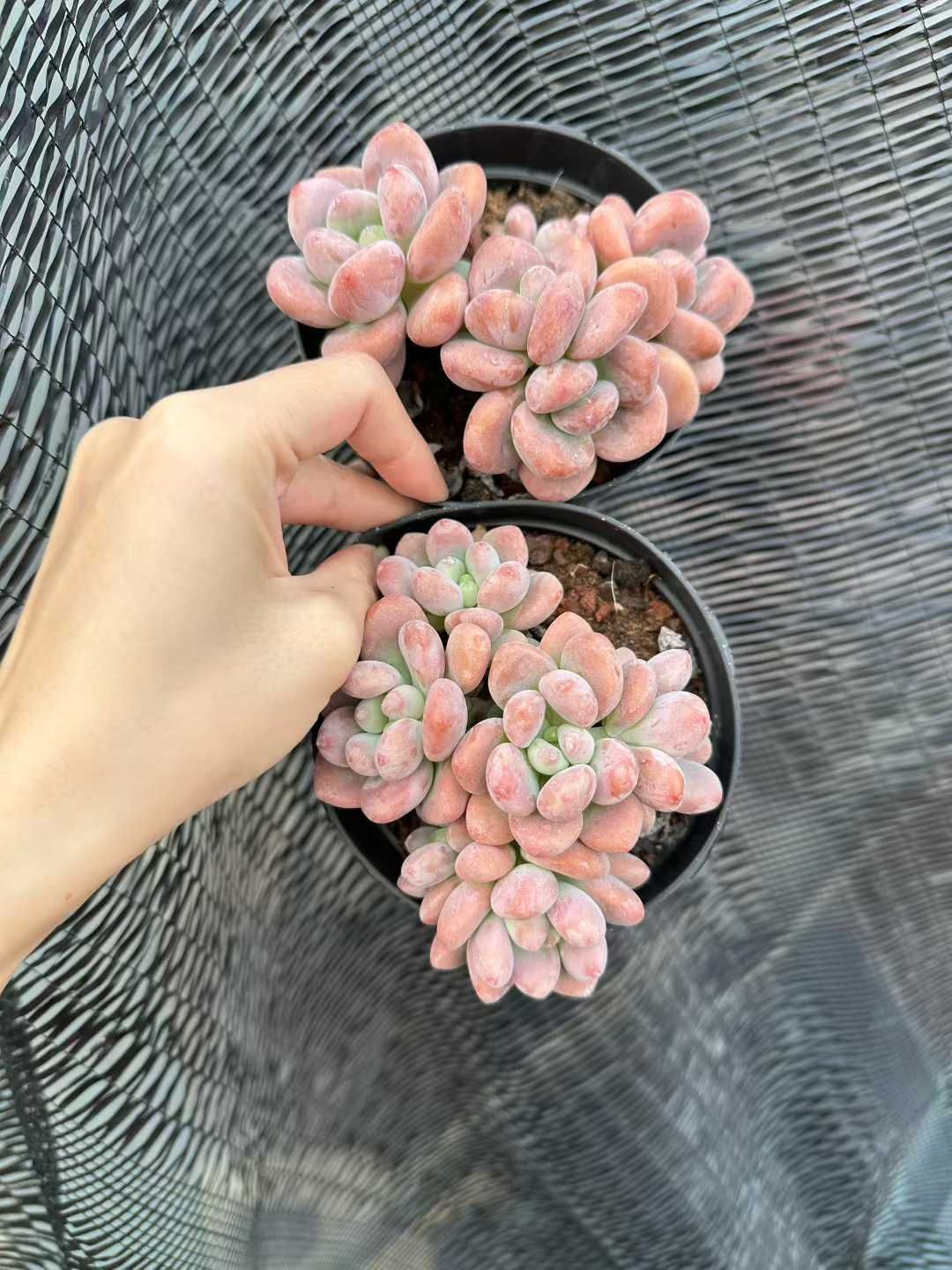 グラプトペタルム