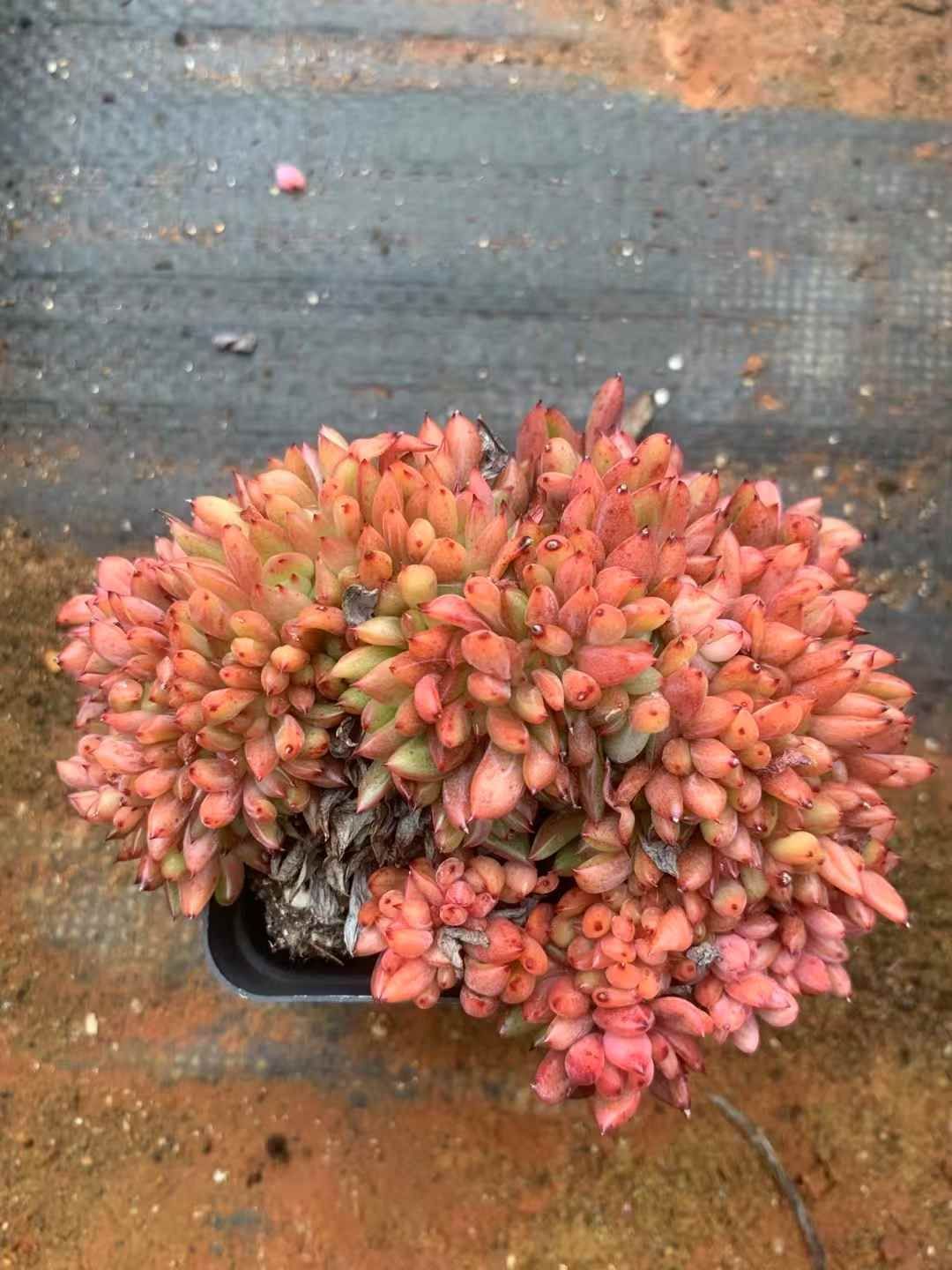 24株×ワインツズケカ 多肉植物 エケベリア セダム アエオニウム グラプトペタルム 韓国苗 寄せ植え LX 160