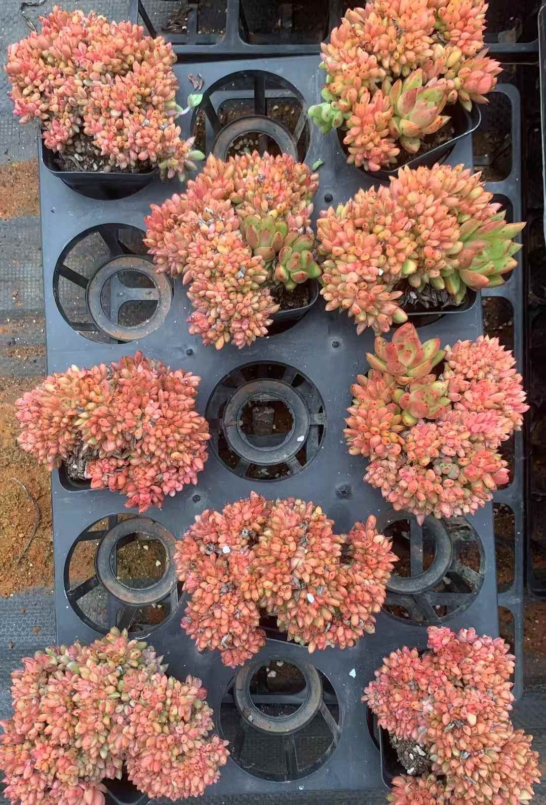 24株×ワインツズケカ 多肉植物 エケベリア セダム アエオニウム グラプトペタルム 韓国苗 寄せ植え LX 160