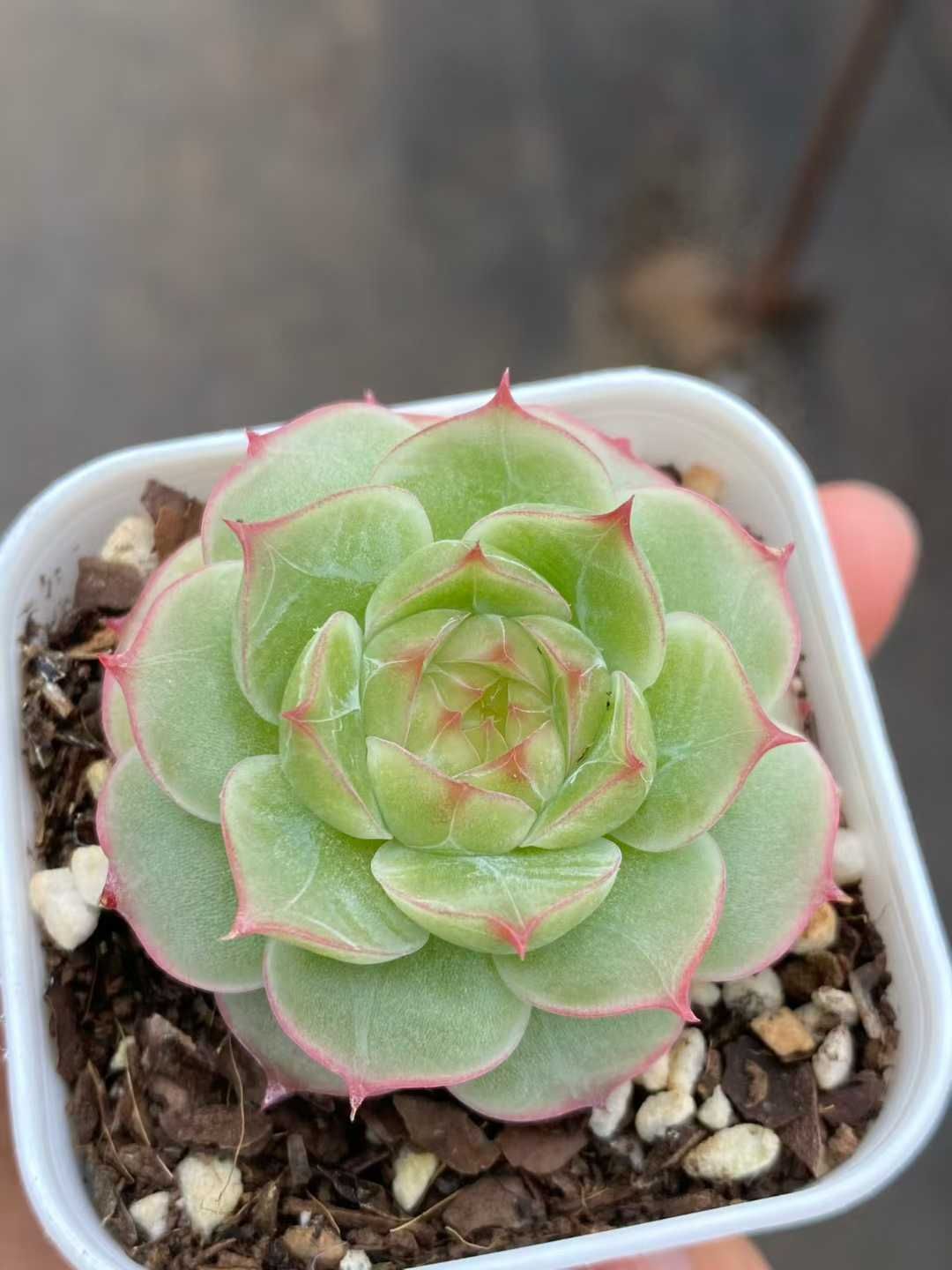 24株 テンスイヘキ 多肉植物 エケベリア セダム アエオニウム グラプトペタルム 韓国苗 寄せ植え MY 757