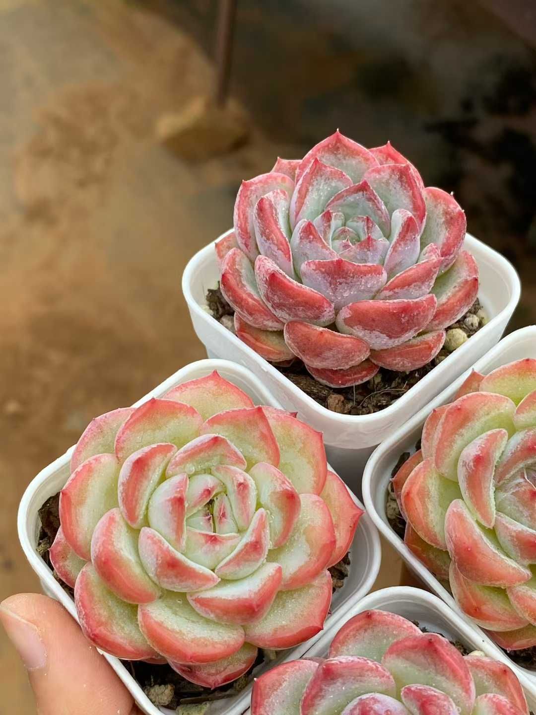 24株×ゼリーサンゴ 多肉植物 エケベリア セダム アエオニウム