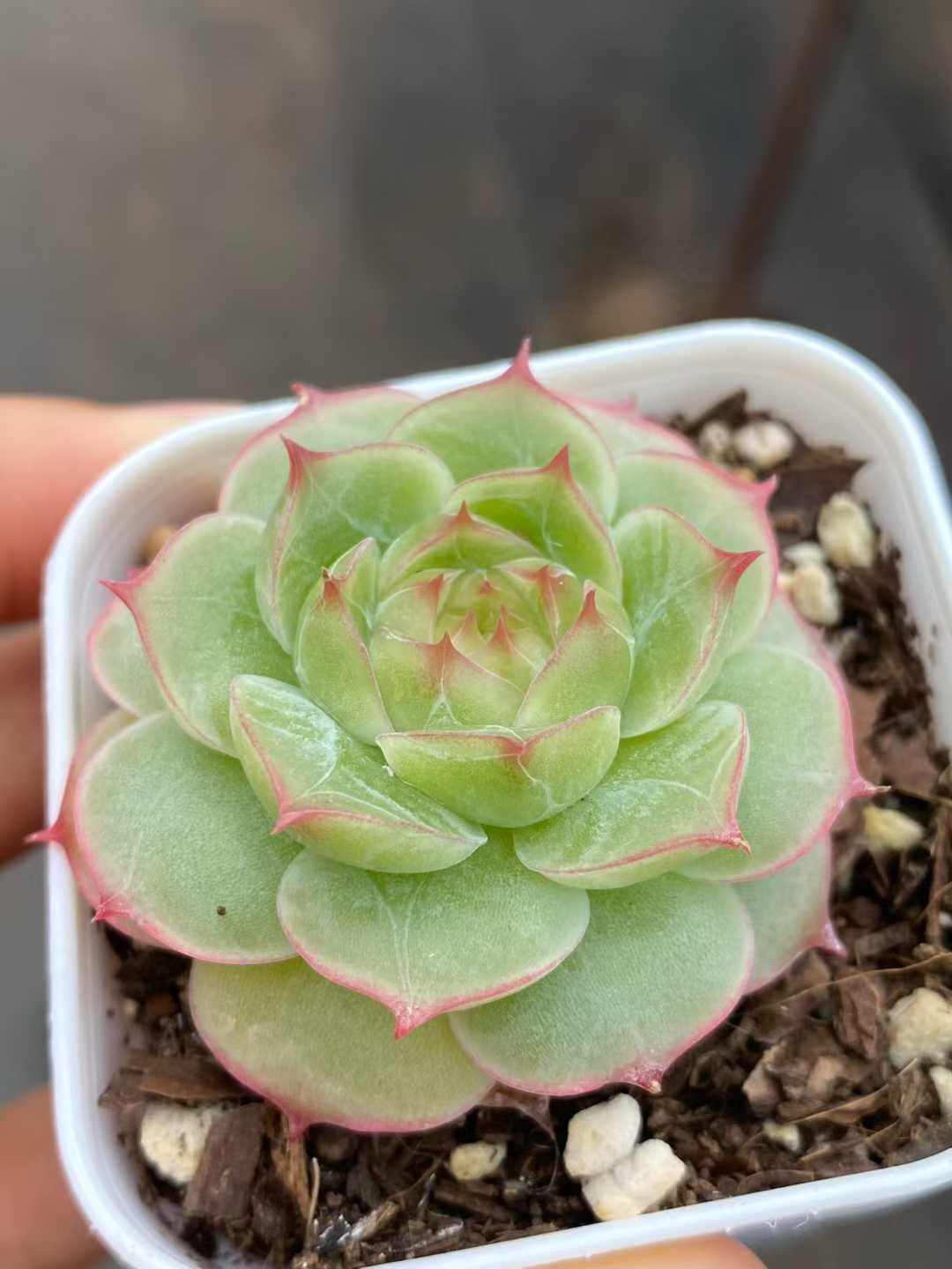 24株×テンスイヘキ 多肉植物 エケベリア セダム アエオニウム グラプトペタルム 韓国苗 寄せ植え MY 757