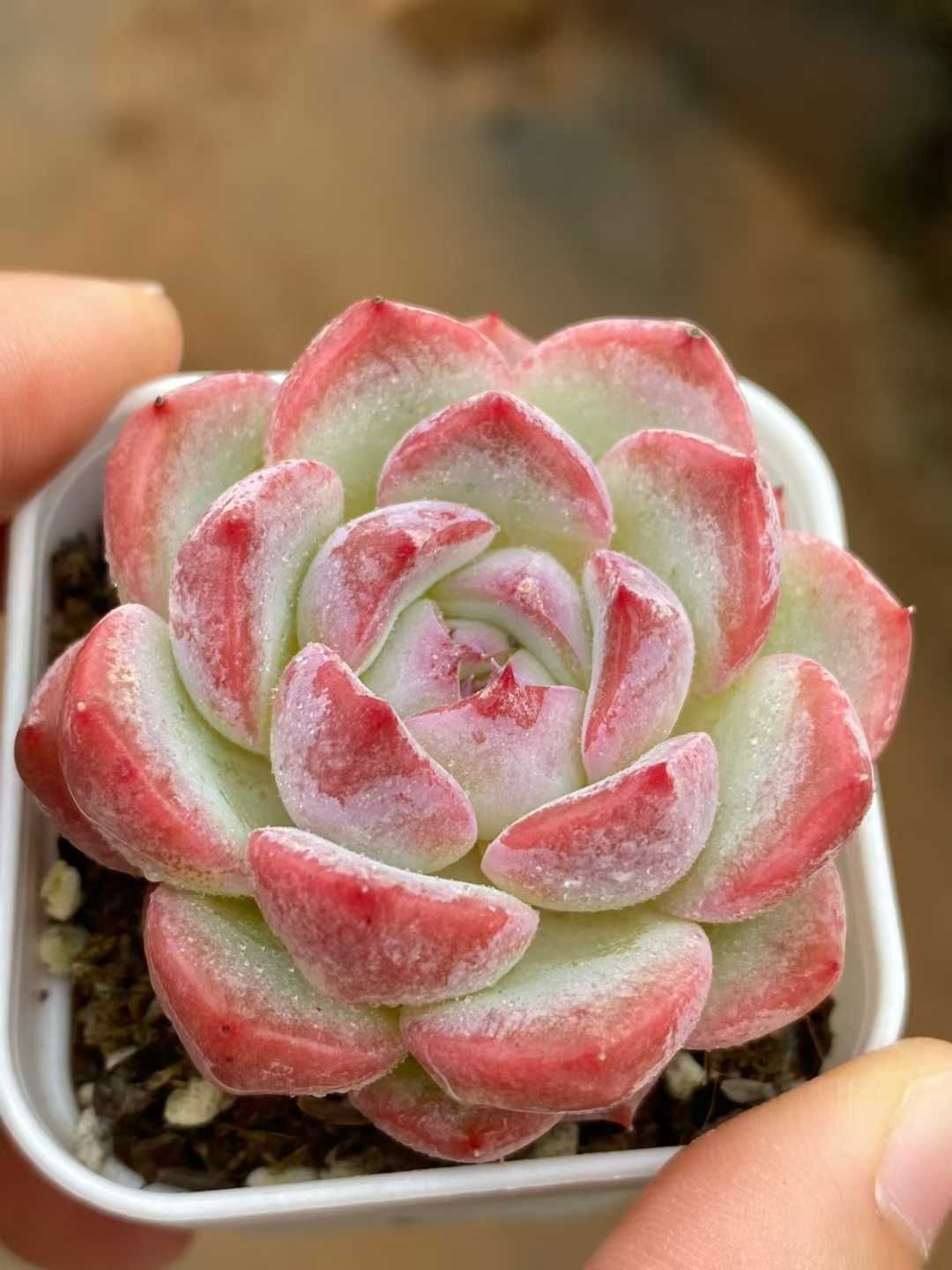 24株×ゼリーサンゴ 多肉植物 エケベリア セダム アエオニウム