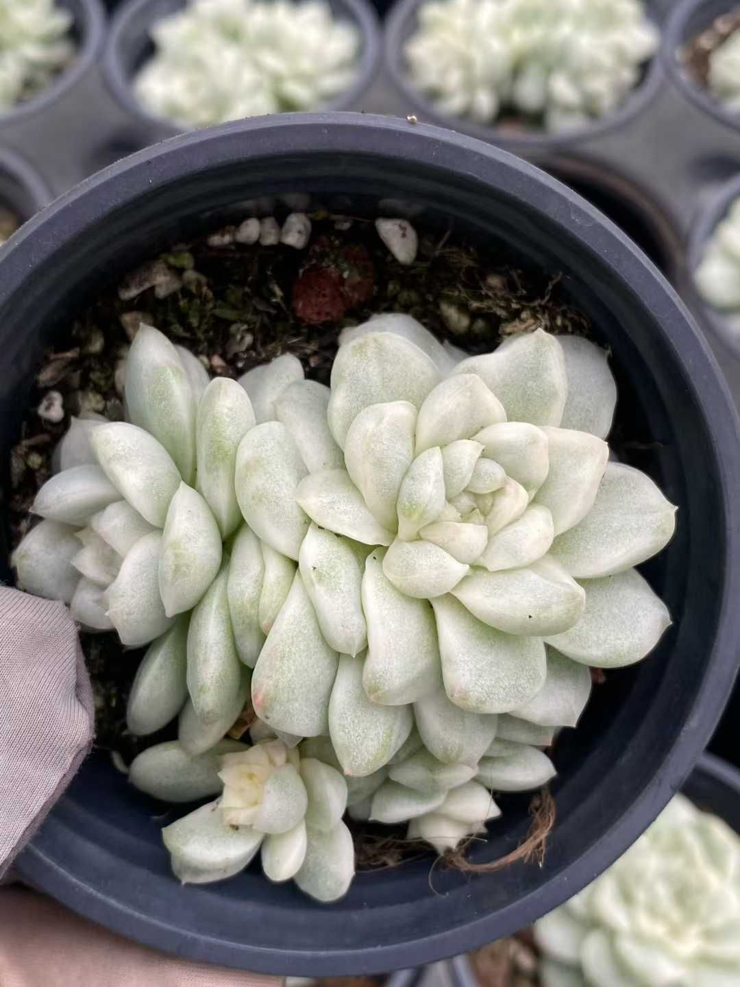 12株×ムギワラアツバニシキ 多肉植物 エケベリア セダム アエオニウム グラプトペタルム 韓国苗 寄せ植え MY 760