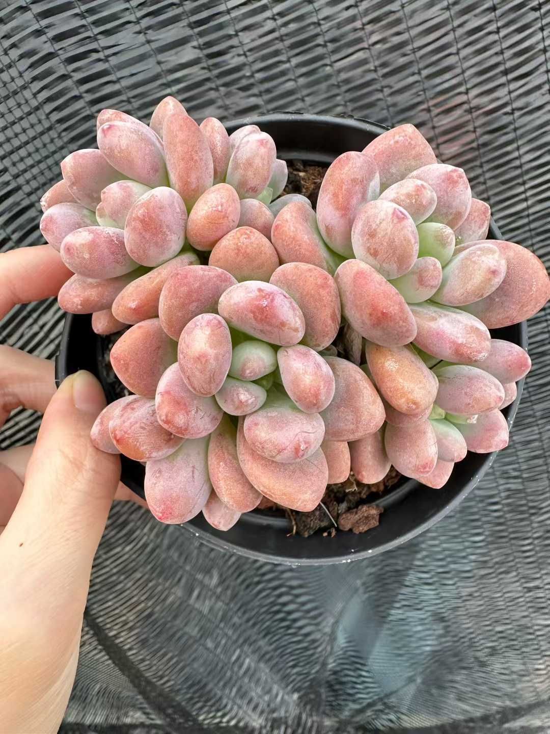 24株 ピンクラクジン 多肉植物 エケベリア セダム アエオニウム グラプトペタルム 韓国苗 寄せ植え CQ 1960