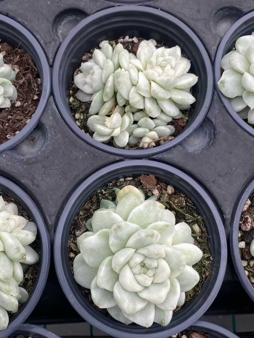 12株 ムギワラアツバニシキ 多肉植物 エケベリア セダム アエオニウム グラプトペタルム 韓国苗 寄せ植え MY 760