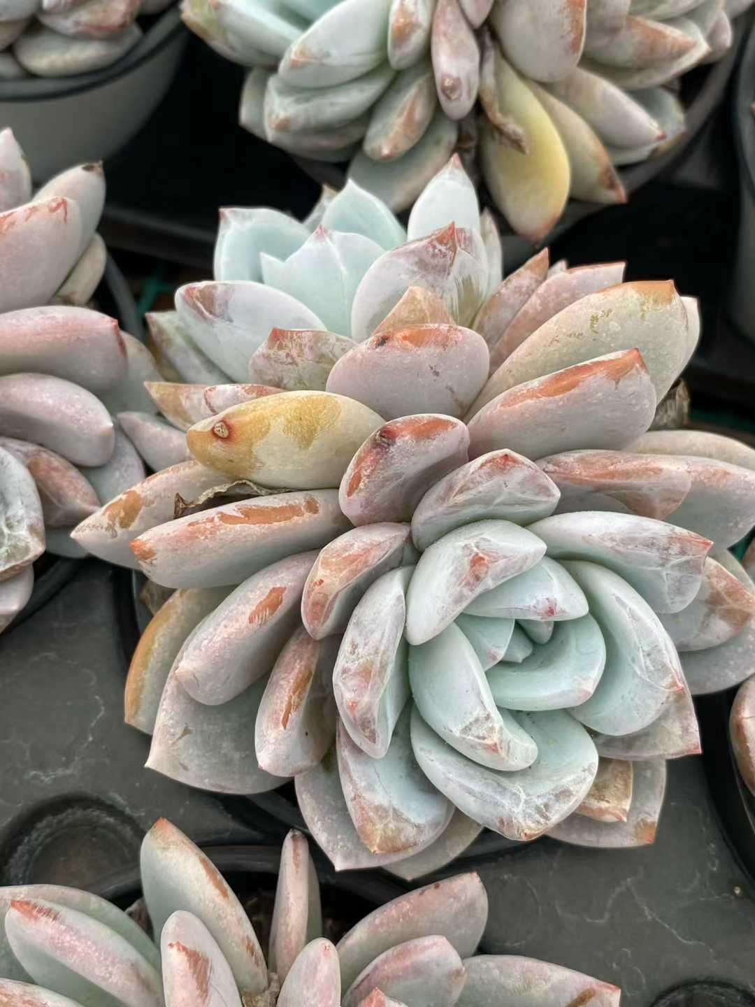 18株 トウシンユキテンシ 多肉植物 エケベリア セダム アエオニウム グラプトペタルム 韓国苗 寄せ植え MY 767