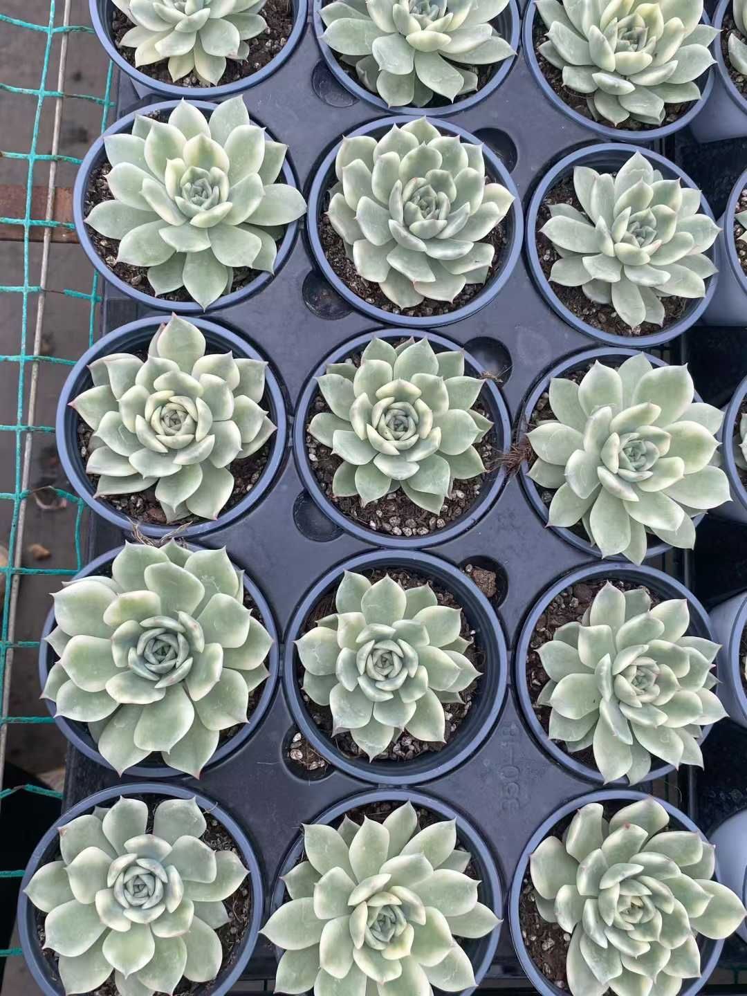 18株 ジュッシュウニシキ 多肉植物 エケベリア セダム アエオニウム グラプトペタルム 韓国苗 寄せ植え MY 761