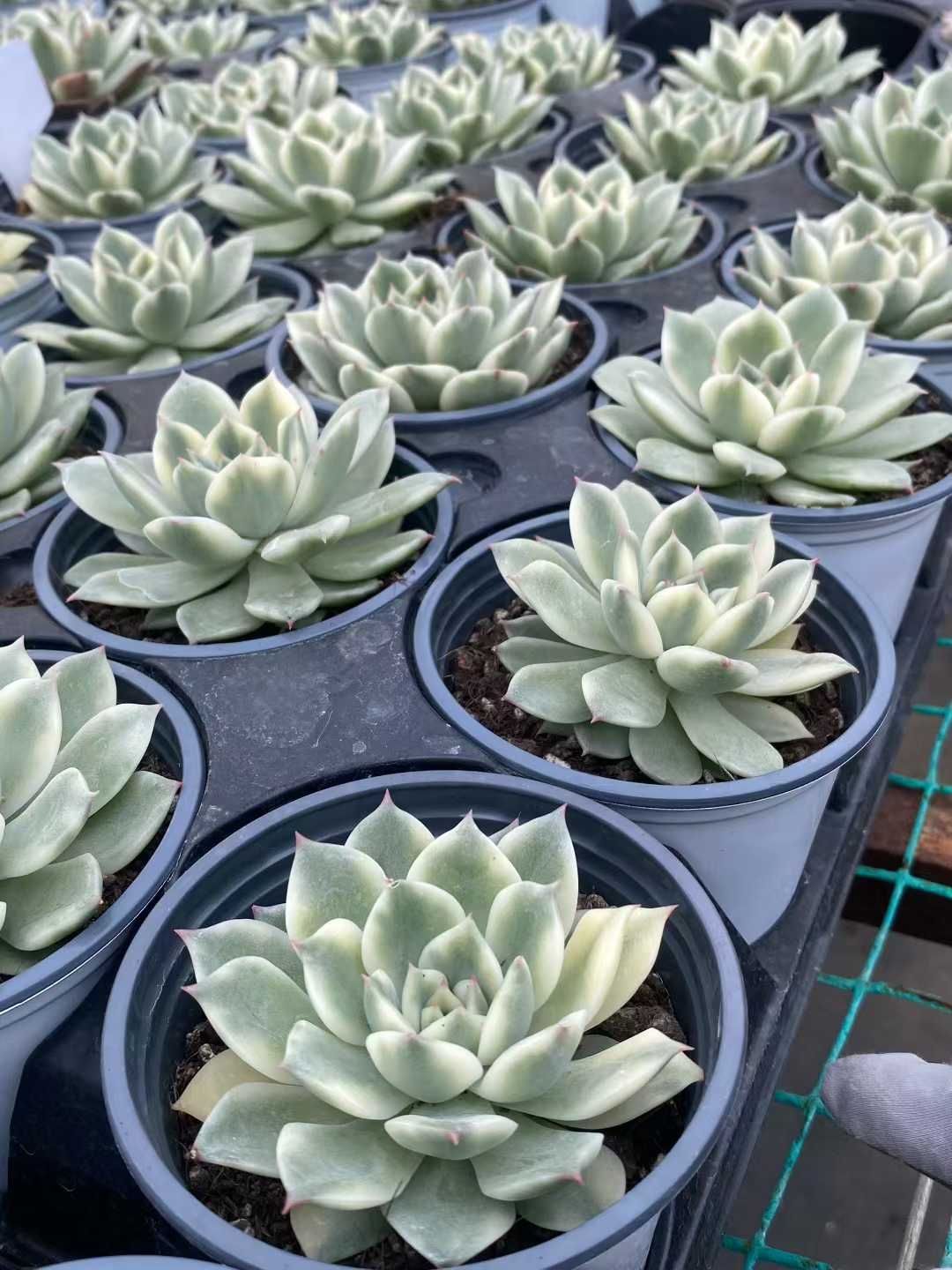 18株 ジュッシュウニシキ 多肉植物 エケベリア セダム アエオニウム グラプトペタルム 韓国苗 寄せ植え MY 761