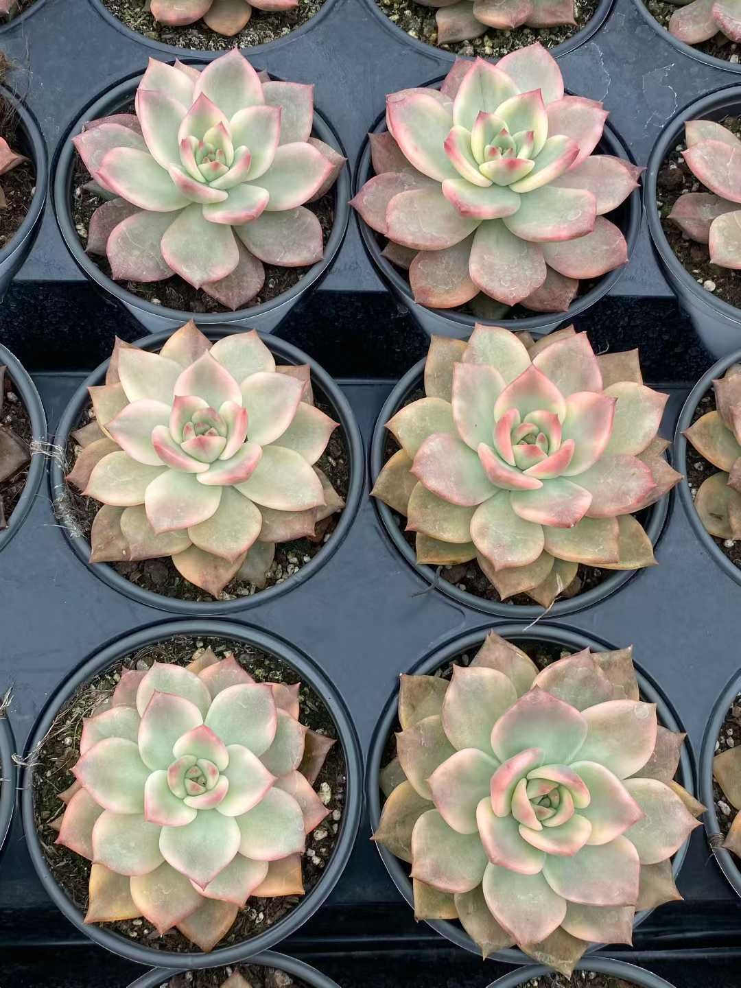 小売 12株×カメラニシキ 多肉植物 エケベリア セダム アエオニウム