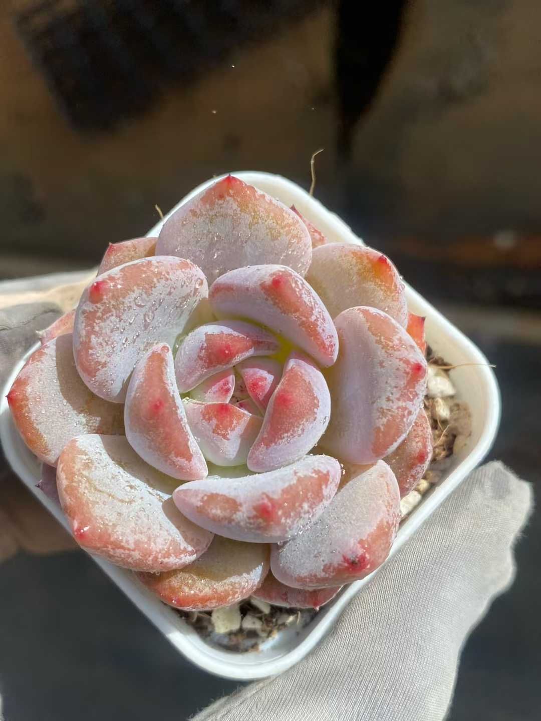 50株×ミツトウセキサン 多肉植物 エケベリア セダム アエオニウム グラプトペタルム 韓国苗 寄せ植え MY 770