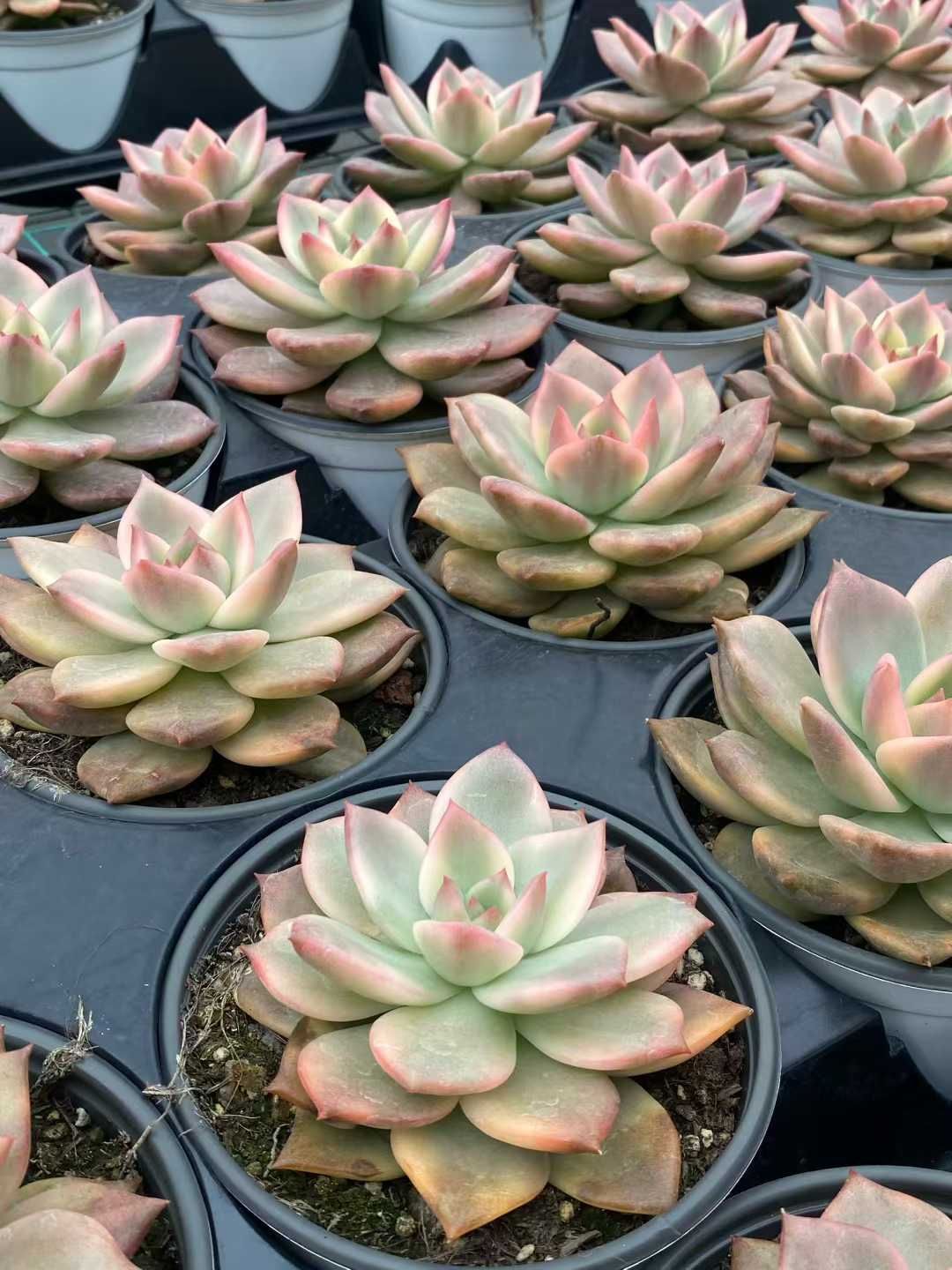 ラジエル◎多肉植物 カット苗 韓国苗 エケベリア等 ラジエル◎多肉植物