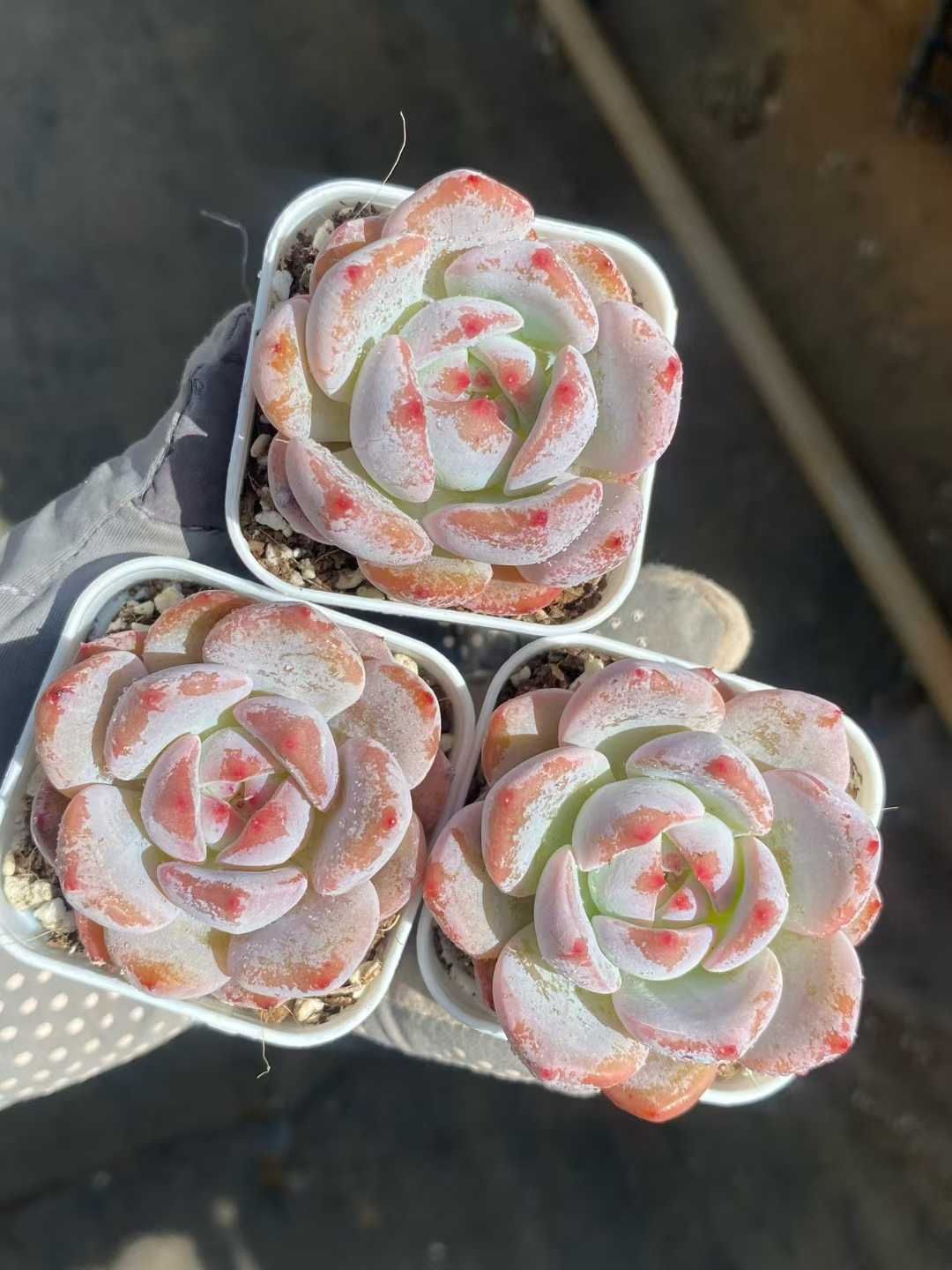 50株×ミツトウセキサン 多肉植物 エケベリア セダム アエオニウム グラプトペタルム 韓国苗 寄せ植え MY 770